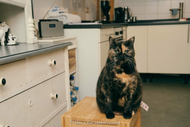 Katzenbetreuung, meine vierbeinige Kunden 2022