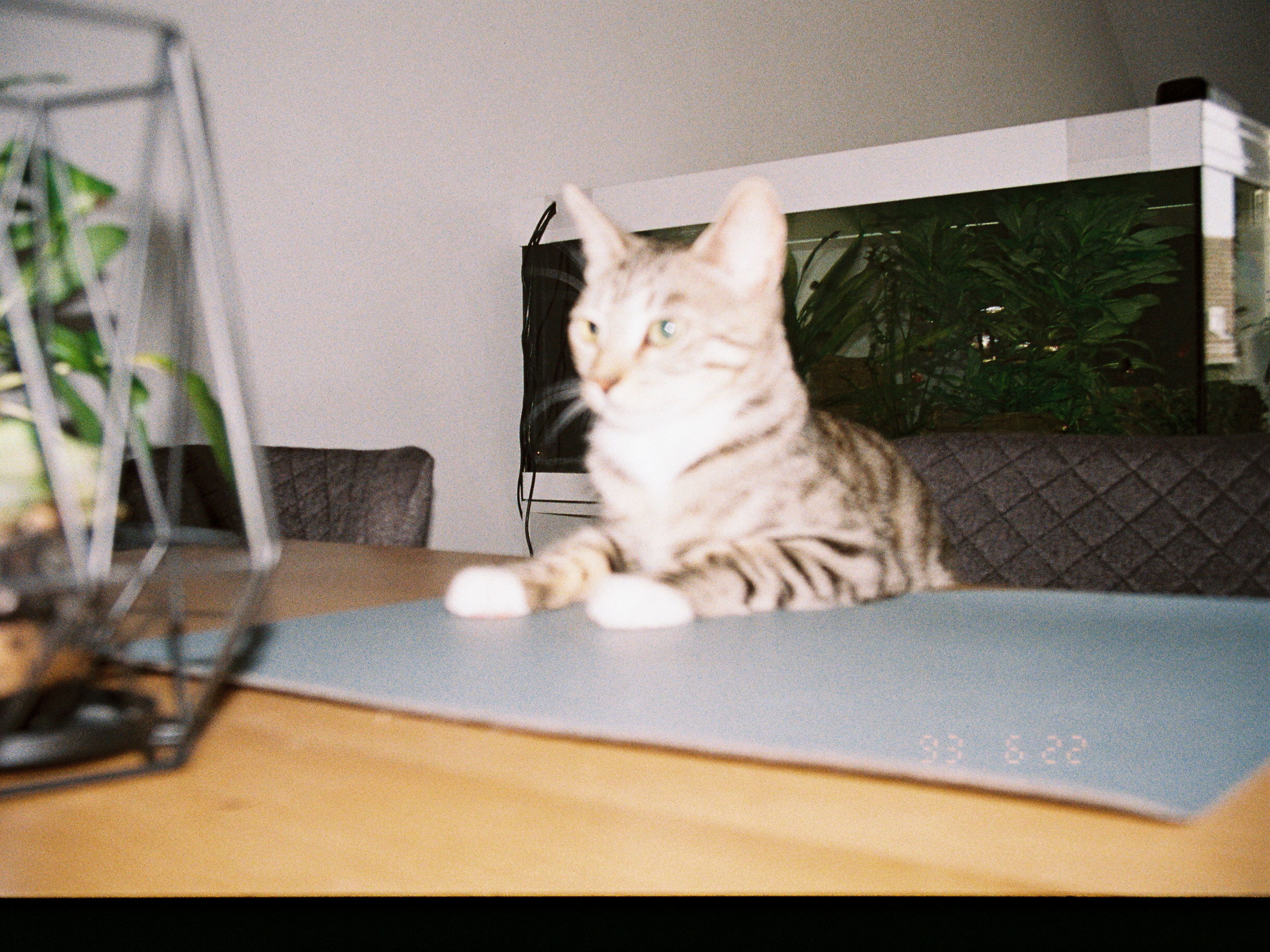 Katzenbetreuung, cats on film &#8211; my analog project
