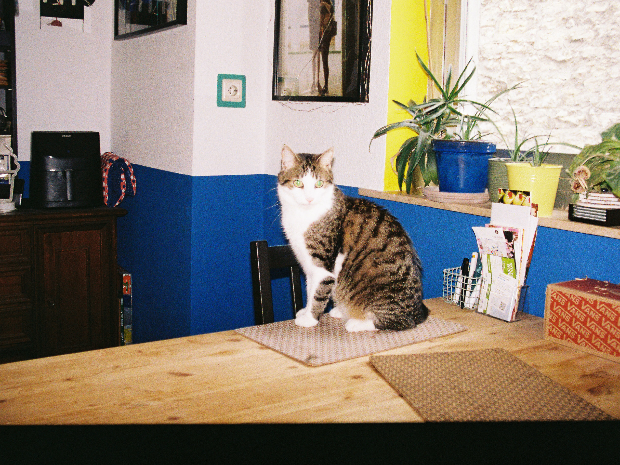 Katzenbetreuung, cats on film &#8211; my analog project
