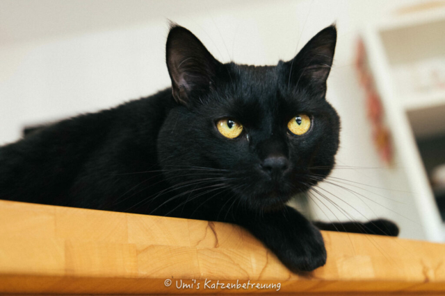 Katzenbetreuung, meine vierbeinige Kunden 2024