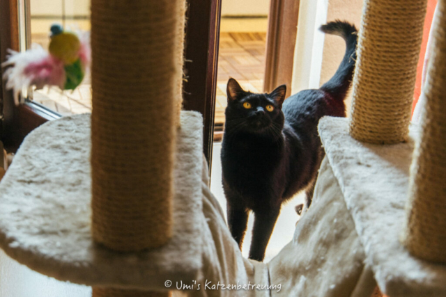 Katzenbetreuung, meine vierbeinige Kunden 2024