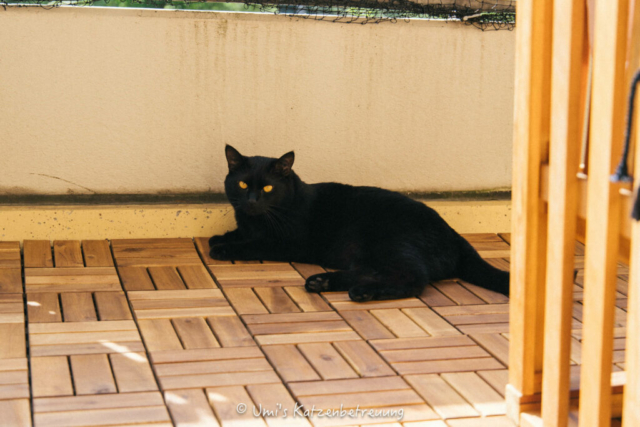 Katzenbetreuung, meine vierbeinige Kunden 2024