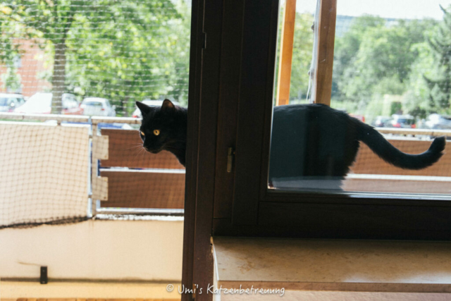 Katzenbetreuung, meine vierbeinige Kunden 2024