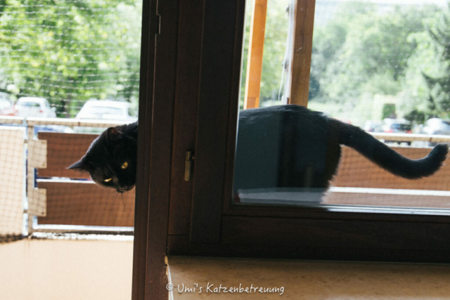 Katzenbetreuung, meine vierbeinige Kunden 2024