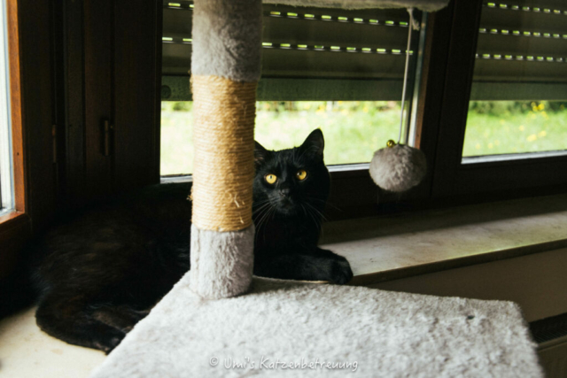 Katzenbetreuung, meine vierbeinige Kunden 2024