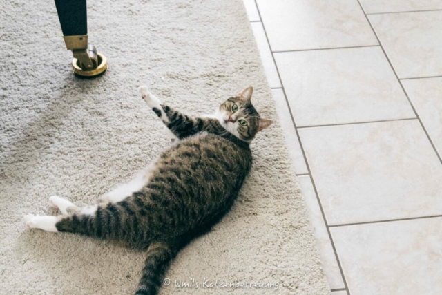 Katzenbetreuung, meine vierbeinige Kunden 2024