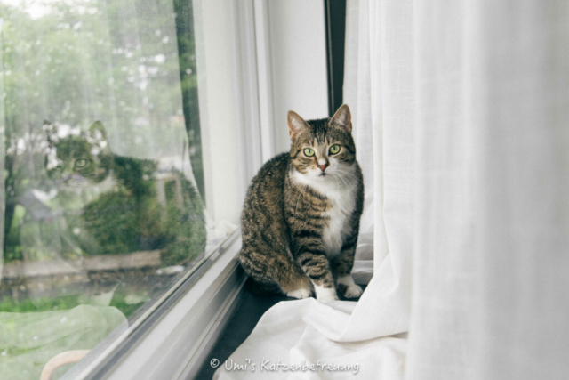 Katzenbetreuung, meine vierbeinige Kunden 2024