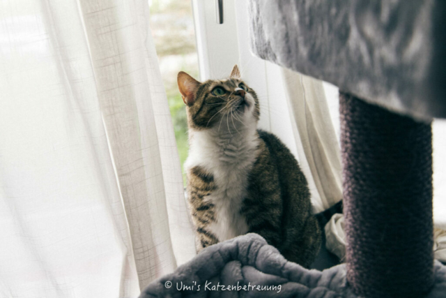 Katzenbetreuung, meine vierbeinige Kunden 2024