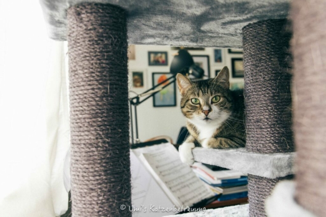 Katzenbetreuung, meine vierbeinige Kunden 2024