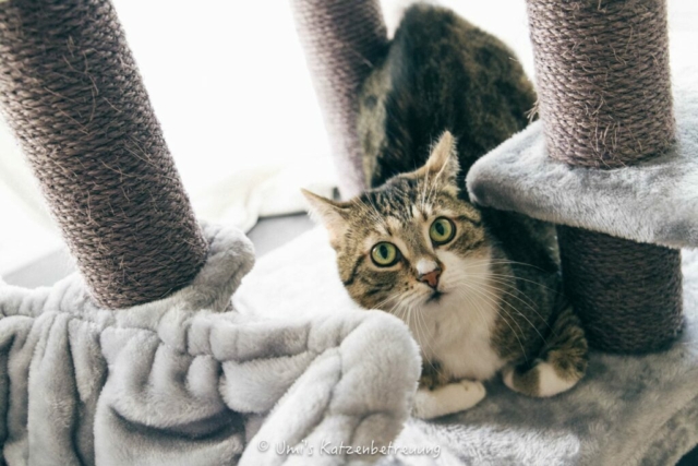 Katzenbetreuung, meine vierbeinige Kunden 2024