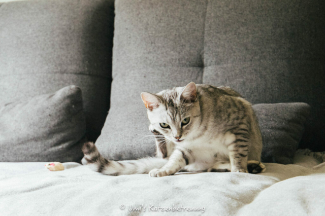 Katzenbetreuung, meine vierbeinige Kunden 2024