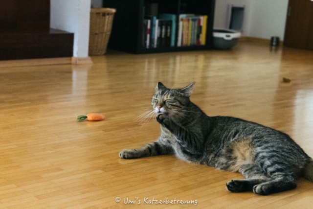 Katzenbetreuung, meine vierbeinige Kunden 2024