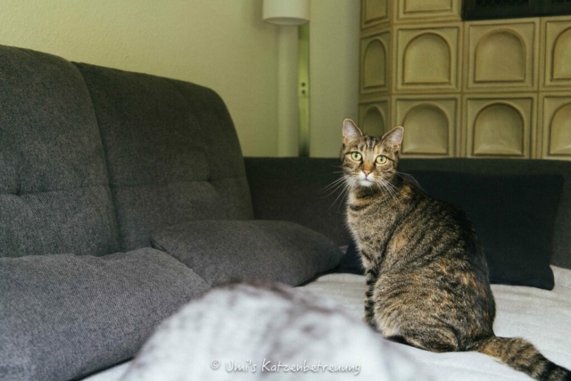 Katzenbetreuung, meine vierbeinige Kunden 2024