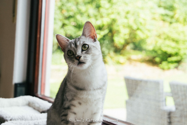 Katzenbetreuung, meine vierbeinige Kunden 2024