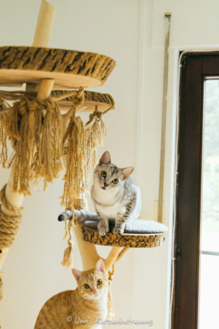 Katzenbetreuung, meine vierbeinige Kunden 2024