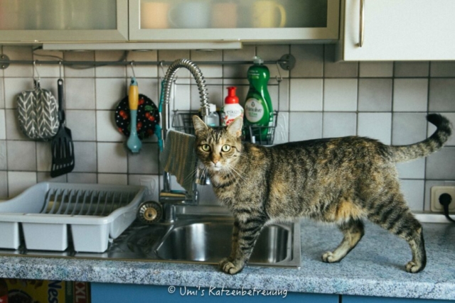 Katzenbetreuung, meine vierbeinige Kunden 2024