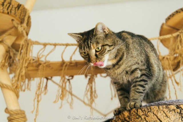 Katzenbetreuung, meine vierbeinige Kunden 2024