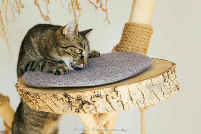 Katzenbetreuung, meine vierbeinige Kunden 2024