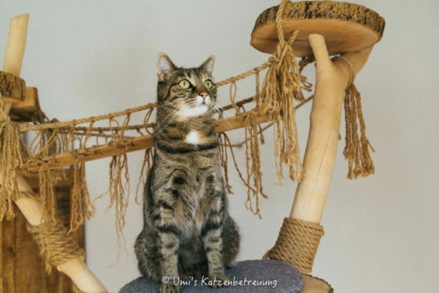 Katzenbetreuung, meine vierbeinige Kunden 2024