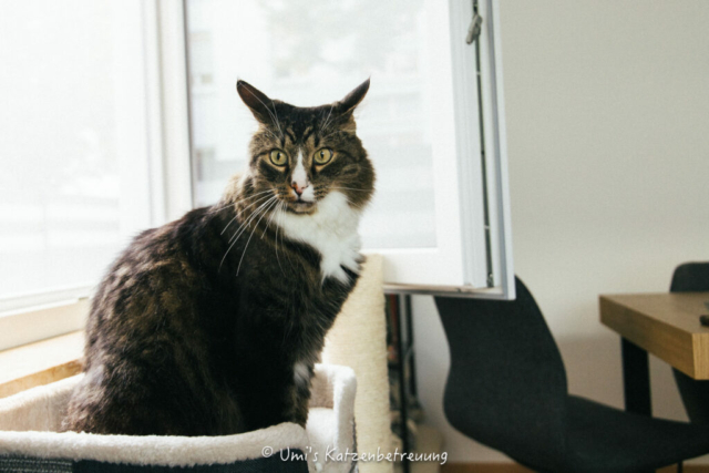 Katzenbetreuung, meine vierbeinige Kunden 2024