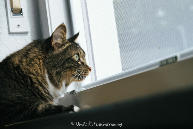 Katzenbetreuung, meine vierbeinige Kunden 2024