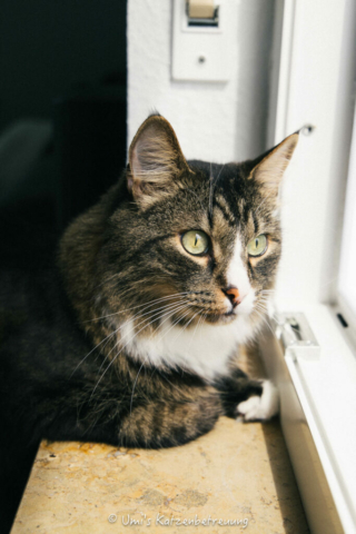 Katzenbetreuung, meine vierbeinige Kunden 2024