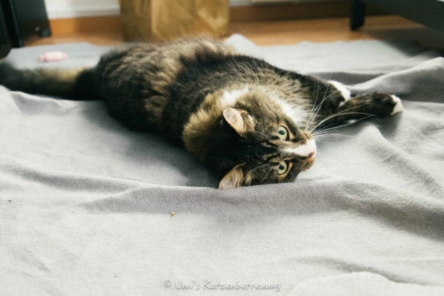 Katzenbetreuung, meine vierbeinige Kunden 2024