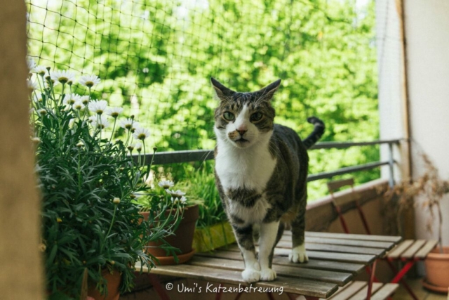 Katzenbetreuung, meine vierbeinige Kunden 2024