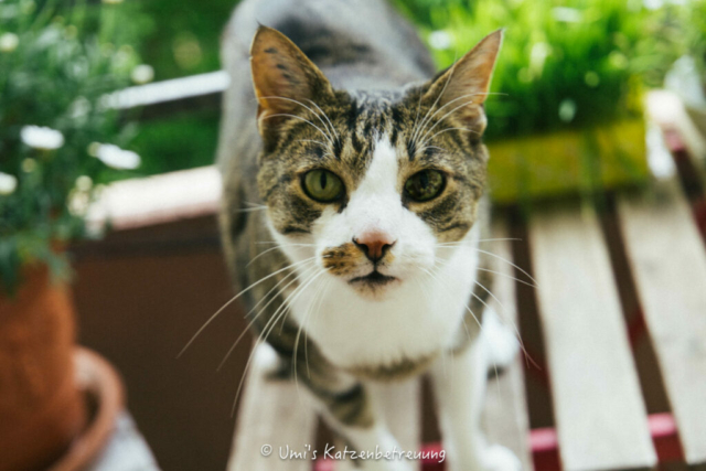 Katzenbetreuung, meine vierbeinige Kunden 2024