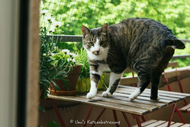 Katzenbetreuung, meine vierbeinige Kunden 2024