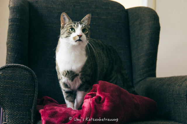 Katzenbetreuung, meine vierbeinige Kunden 2024