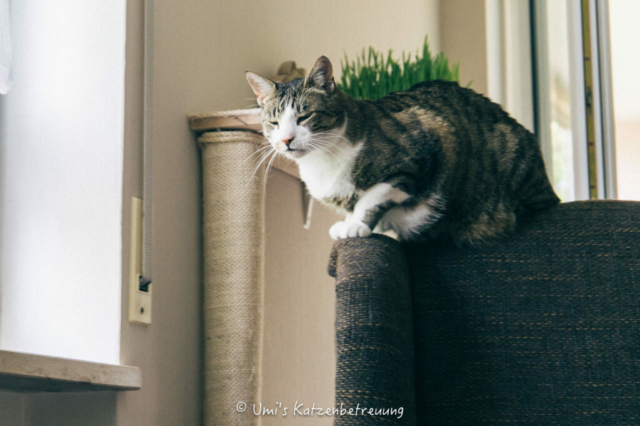 Katzenbetreuung, meine vierbeinige Kunden 2024