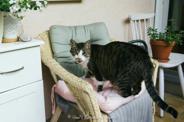 Katzenbetreuung, meine vierbeinige Kunden 2024