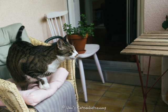 Katzenbetreuung, meine vierbeinige Kunden 2024