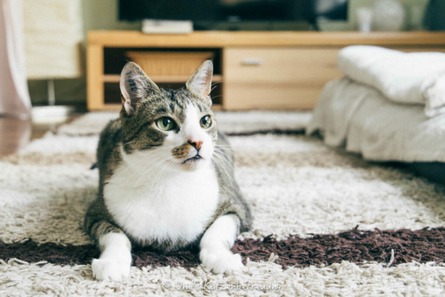 Katzenbetreuung, meine vierbeinige Kunden 2024