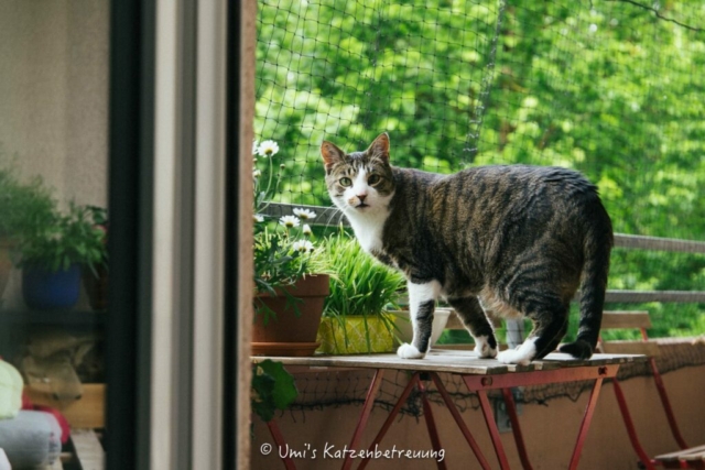 Katzenbetreuung, meine vierbeinige Kunden 2024