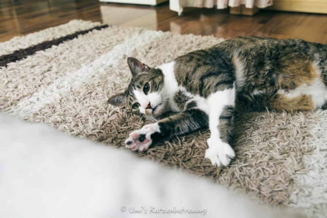 Katzenbetreuung, meine vierbeinige Kunden 2024