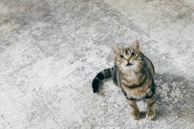 Katzenbetreuung, meine vierbeinige Kunden 2024