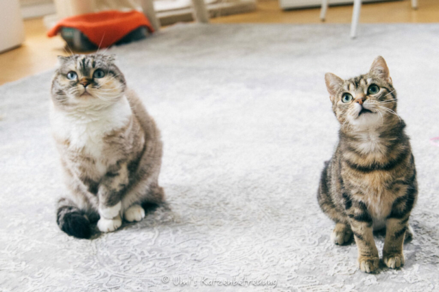 Katzenbetreuung, meine vierbeinige Kunden 2024