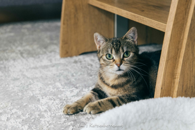 Katzenbetreuung, meine vierbeinige Kunden 2024