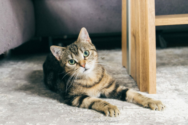 Katzenbetreuung, meine vierbeinige Kunden 2024