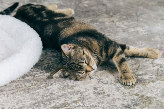 Katzenbetreuung, meine vierbeinige Kunden 2024