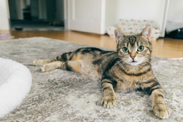 Katzenbetreuung, meine vierbeinige Kunden 2024