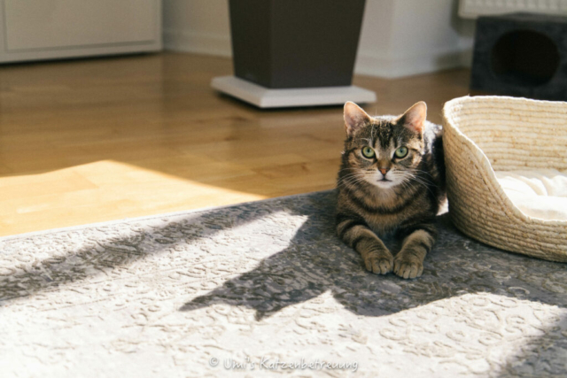 Katzenbetreuung, meine vierbeinige Kunden 2024