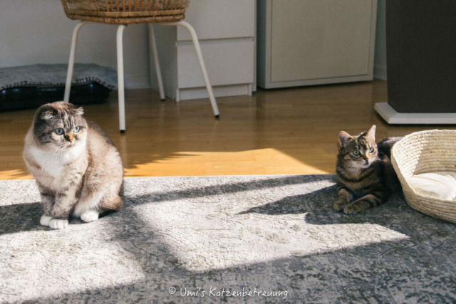 Katzenbetreuung, meine vierbeinige Kunden 2024