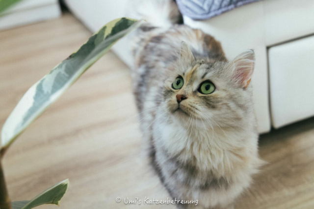 Katzenbetreuung, meine vierbeinige Kunden 2024