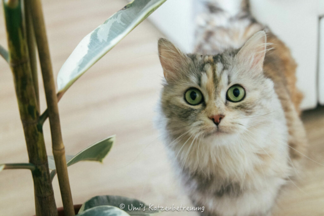 Katzenbetreuung, meine vierbeinige Kunden 2024