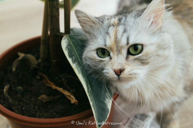 Katzenbetreuung, meine vierbeinige Kunden 2024