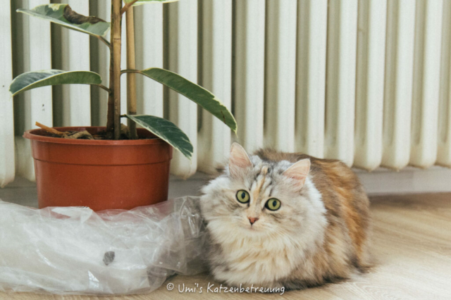 Katzenbetreuung, meine vierbeinige Kunden 2024