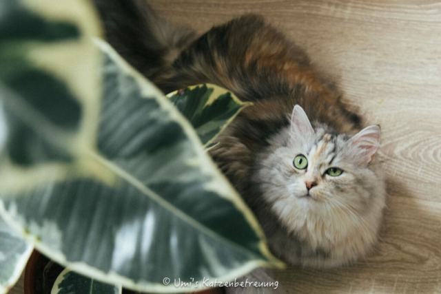 Katzenbetreuung, meine vierbeinige Kunden 2024